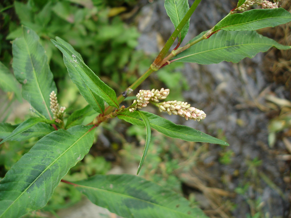 Изображение особи Persicaria lapathifolia.