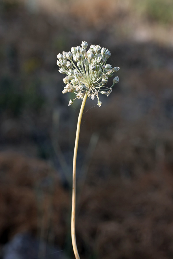 Изображение особи Allium caesium.