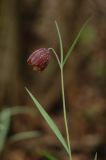 Fritillaria montana