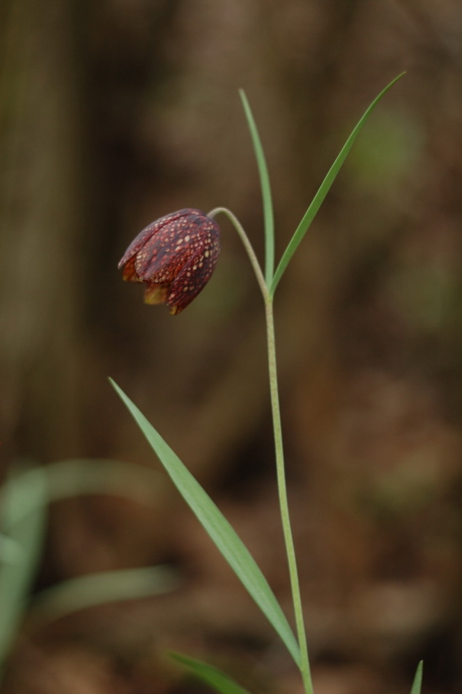 Изображение особи Fritillaria montana.