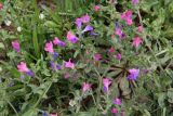 Echium plantagineum