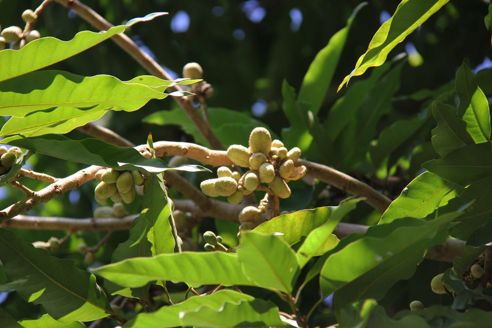 Изображение особи семейство Annonaceae.