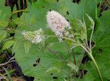 Actaea erythrocarpa