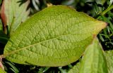 Weigela florida