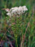 Filipendula ulmaria. Соцветие с цветками и незрелыми плодами. Республика Коми, берег р. Печора в окр. села Усть-Илыч. 15.08.2014.