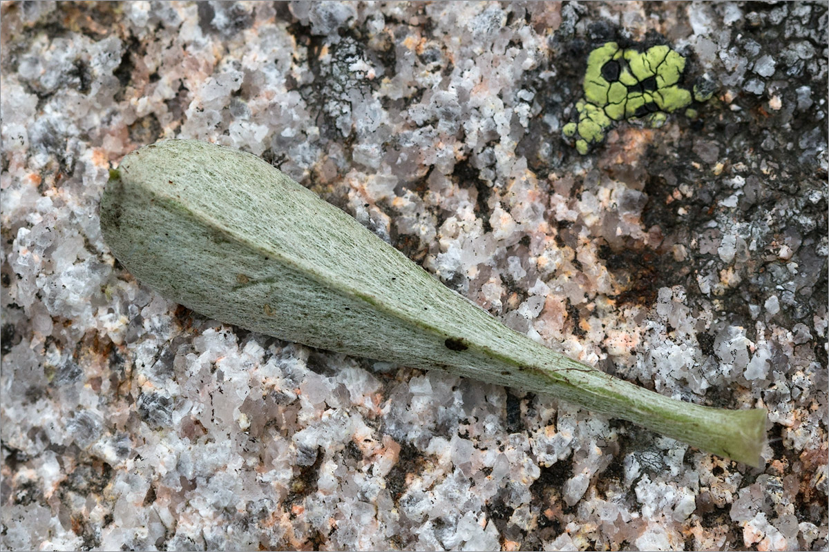 Изображение растения Antennaria dioica.