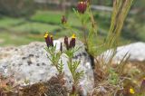 Tagetes multiflora. Цветущие растения. Перу, Анды, археологический памятник Пука Пукара. 14 марта 2014 г.