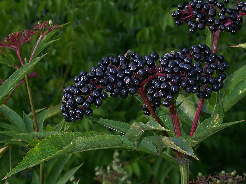 Изображение особи Sambucus ebulus.