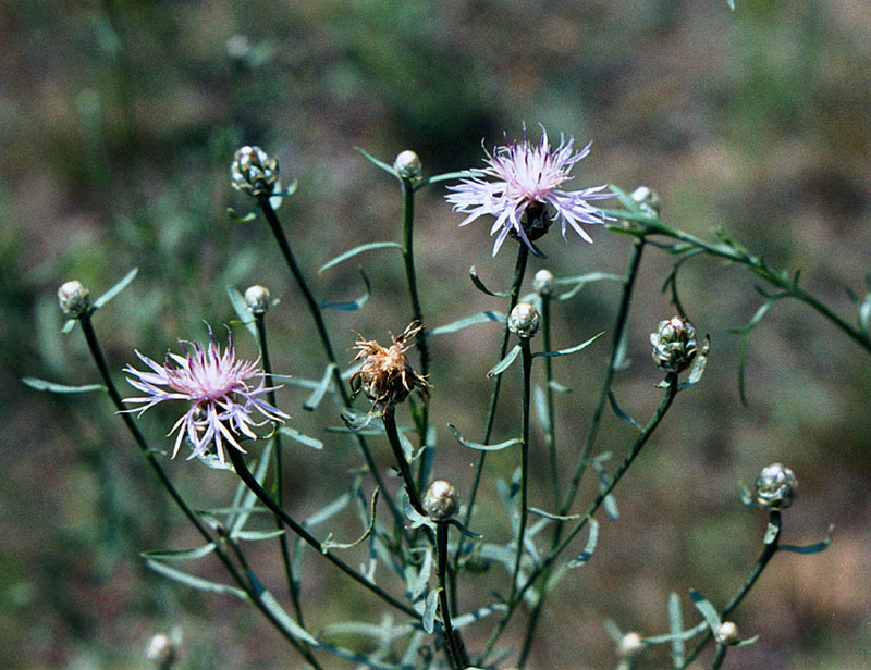 Изображение особи Centaurea protogerberi.