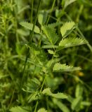 Sanguisorba officinalis