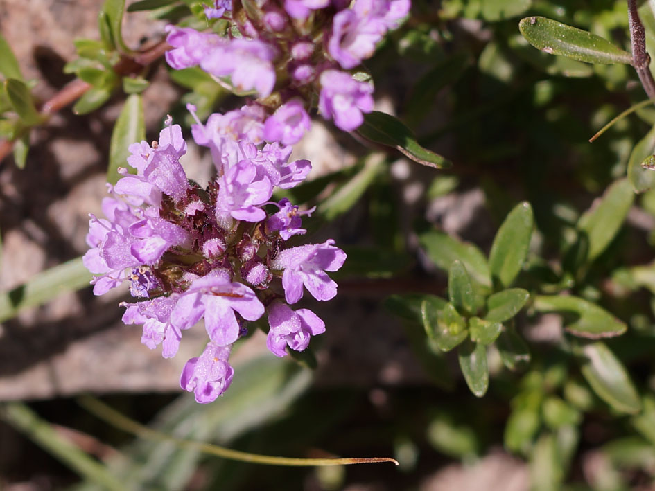 Изображение особи род Thymus.