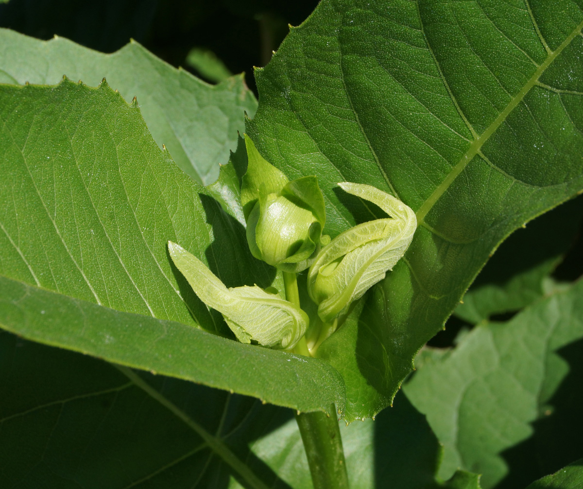 Изображение особи Silphium perfoliatum.