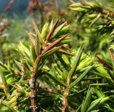 Juniperus hemisphaerica. Веточки. Краснодарский край, хр. Аибга, ~2500 м н.у.м., субальпийский луг. 02.07.2015.