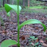 Veratrum lobelianum. Часть побега. Свердловская обл., окр. г. Североуральск, елово-лиственнично-сосновый лес. 31.05.2015.