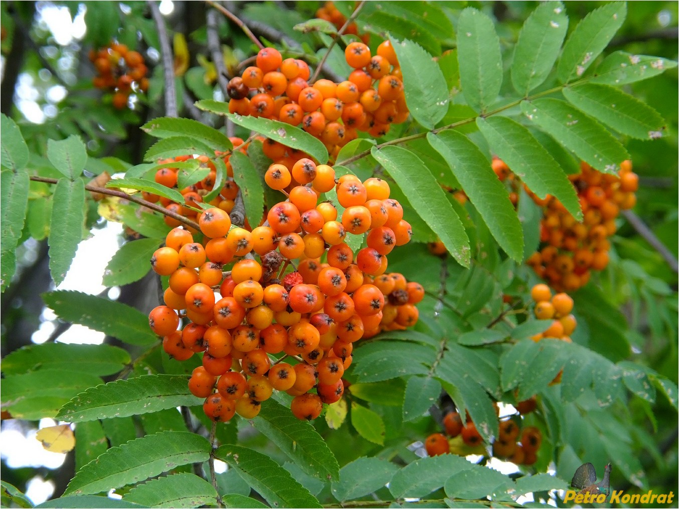 Изображение особи Sorbus aucuparia.