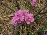 Primula cuneifolia