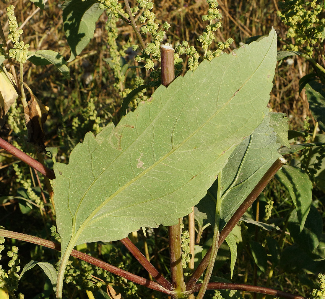 Изображение особи Cyclachaena xanthiifolia.