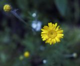 Anthemis tinctoria