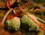 Taxodium distichum. Шишки. Южный берег Крыма, г. Алупка, Воронцовский парк, в культуре. 24.10.2017.