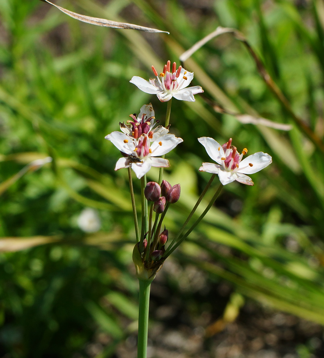 Изображение особи Butomus umbellatus.