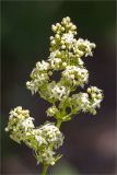 Galium album