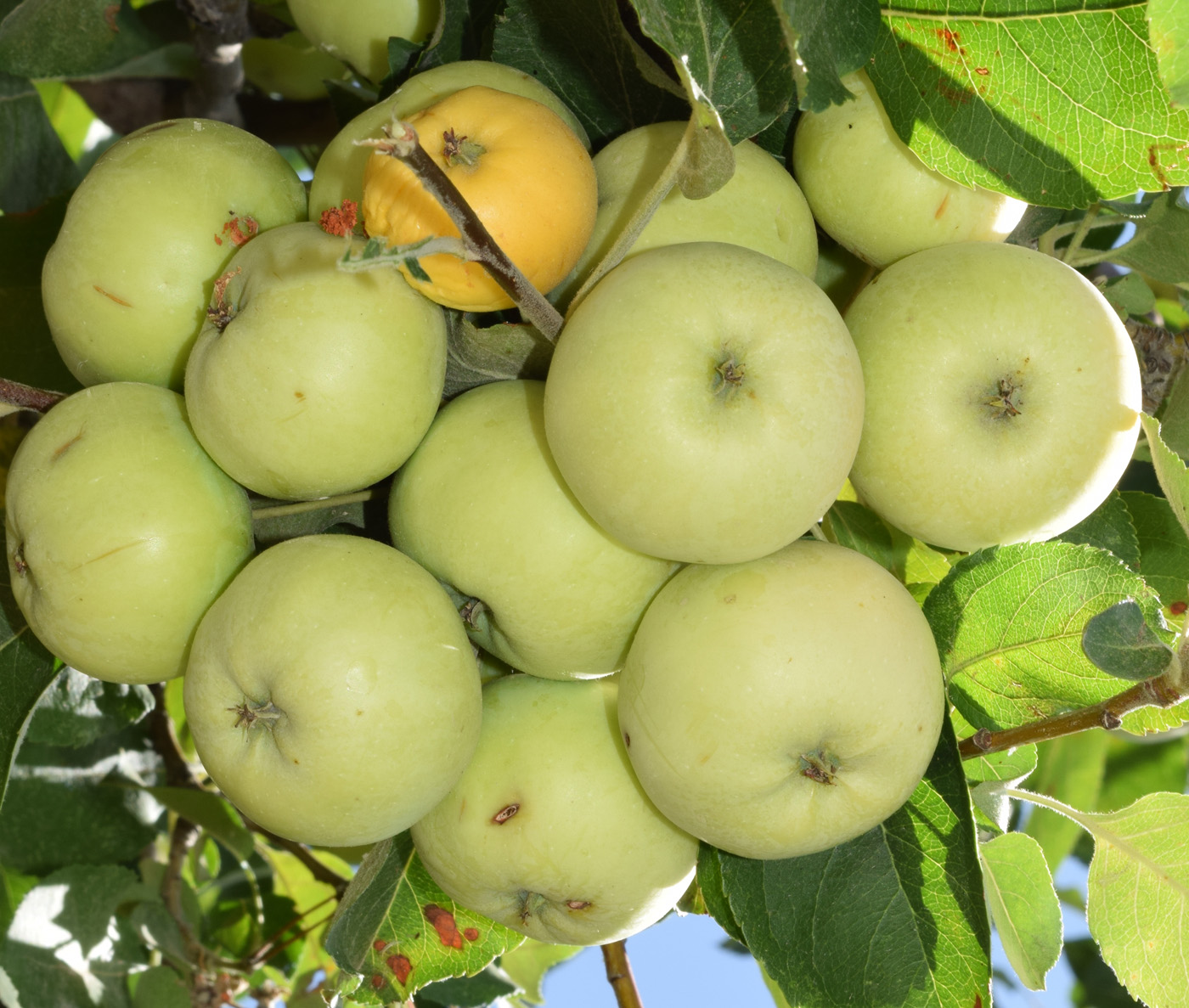 Image of Malus domestica specimen.