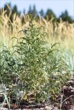 Atriplex nudicaulis. Цветущее растение. Кольский п-ов, Кандалакшский берег Белого моря, песчаный пляж, супралитораль. 25.07.2018.