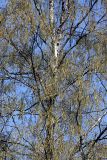 Betula pendula