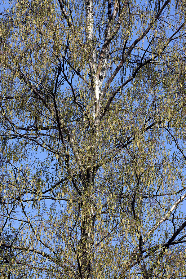 Изображение особи Betula pendula.