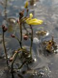 Utricularia minor. Цветоносы с цветком, бутонами и завязавшимися плодами. Нидерланды, провинция Drenthe, национальный парк Dwingelderveld, озерцо в понижении среди вересковой пустоши. 18 июля 2010 г.