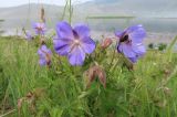 Geranium pratense. Соцветия с бутонами, цветками и сидящей пчелой. Иркутская обл., Ольхонский р-н, окр. с. Сахюрта, Тутайский залив оз. Байкал, прибрежная узкая полоса сырого луга под склоном. 13.07.2019.