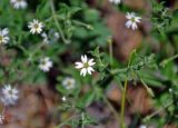 Stellaria dichotoma. Верхушка побега с цветком и бутонами. Алтай, Онгудайский р-н, устье р. Большой Яломан, сухой склон. 11.06.2019.