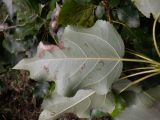 Populus &times; berolinensis