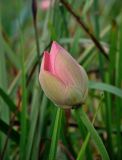 Nelumbo caspica