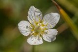 Parnassia palustris