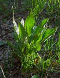 Cynoglossum officinale. Вегетирующее растение. Башкортостан, Зилаирский р-н, Матраевский сельсовет, окр. дер. Староякупово, долина р. Сакмара в р-не устья р. Крепостной Зилаир, травянистый склон береговой террасы. 29 апреля 2022 г.