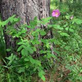 Rosa acicularis