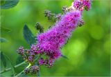 Spiraea &times; billardii