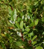 Salix kuznetzowii