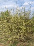 Salix myrsinifolia