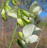 Lathyrus pallescens. Соцветие. Татарстан, г. Бавлы. 25.05.2011.