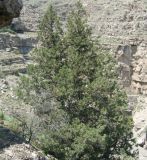 Juniperus turcomanica. Плодоносящее дерево. Копетдаг, Чули. Май 2011 г.