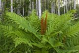 Osmundastrum asiaticum. Спороносящее растение. Сахалин, Тымовский р-н, окр. с. Ясное, опушка смешанного леса. 29.06.2011.