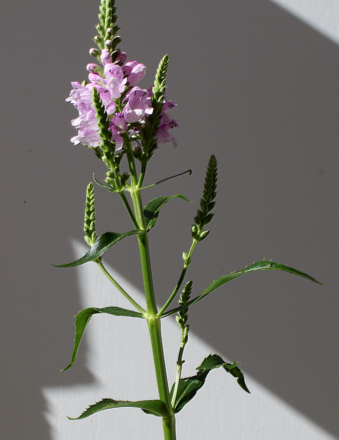 Изображение особи Physostegia virginiana.