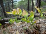 Polygonatum hirtum. Плодоносящее растение. Крым, окр. г. Ялта, хр. Иограф, сосновый лес. 8 сентября 2012 г.