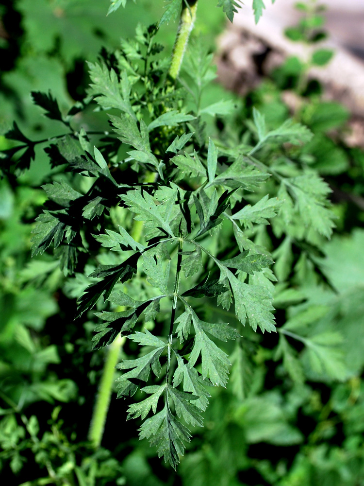 Изображение особи Daucus carota.