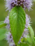 Mentha arvensis