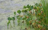 Calla palustris. Листья отцветших растений. Московская обл., г. Королёв, р. Клязьма. 31.08.2013.