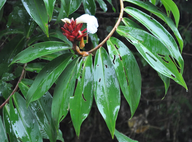 Изображение особи Hellenia speciosa.