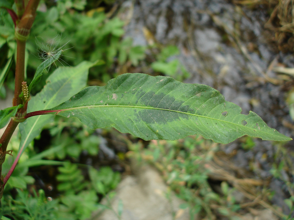 Изображение особи Persicaria lapathifolia.